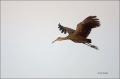 Limpkin;Flight;Aramus-guarauna;Flying-bird;One-animal;Close-up;Color-image;photo
